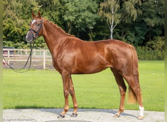 Trakehner, Mare, 3 years, 16,1 hh, Chestnut-Red