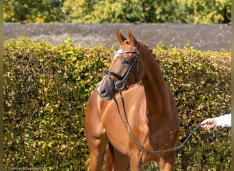 Trakehner, Mare, 3 years, 16,1 hh, Chestnut-Red