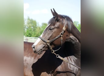 Trakehner, Mare, 3 years, 16,1 hh, Smoky-Black
