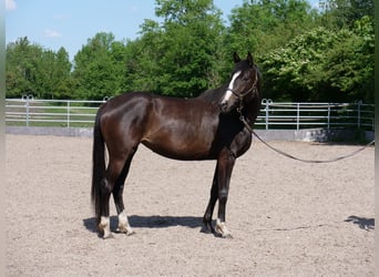 Trakehner, Mare, 3 years, 16,1 hh, Smoky-Black
