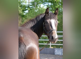 Trakehner, Mare, 3 years, 16,1 hh, Smoky-Black