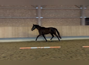 Trakehner, Mare, 3 years, 16,2 hh, Bay-Dark