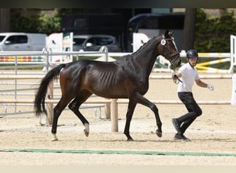 Trakehner, Mare, 3 years, 16,2 hh, Brown