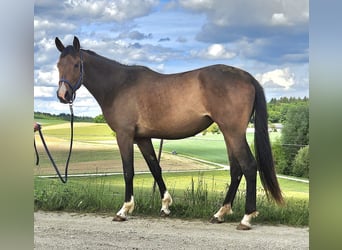Trakehner, Mare, 3 years, 17.1 hh, Brown