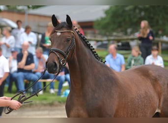 Trakehner, Mare, 3 years, Brown