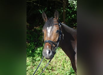 Trakehner, Mare, 4 years, 15.2 hh, Bay-Dark