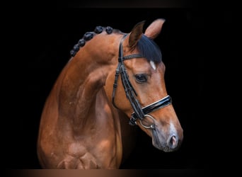 Trakehner, Mare, 4 years, 15.2 hh, Bay