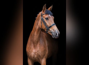 Trakehner, Mare, 4 years, 15.2 hh, Bay