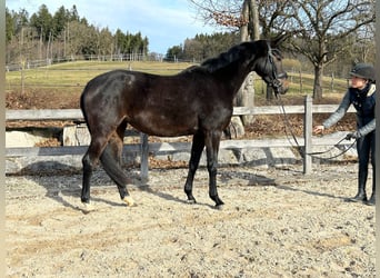 Trakehner, Mare, 4 years, 15.2 hh, Brown