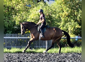 Trakehner, Mare, 4 years, 15.2 hh, Brown
