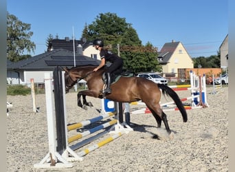 Trakehner, Mare, 4 years, 15.2 hh, Brown