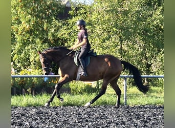 Trakehner, Mare, 4 years, 15.2 hh, Brown