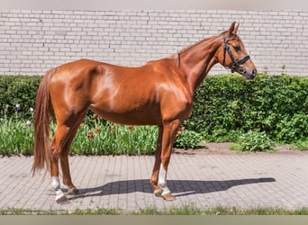 Trakehner, Mare, 4 years, 15.2 hh, Sorrel