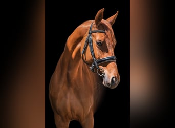 Trakehner, Mare, 4 years, 15.2 hh, Sorrel