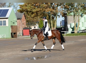 Trakehner, Mare, 4 years, 15,2 hh, Brown
