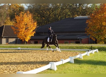 Trakehner, Mare, 4 years, 16,1 hh, Bay-Dark