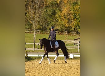 Trakehner, Mare, 4 years, 16,1 hh, Bay-Dark