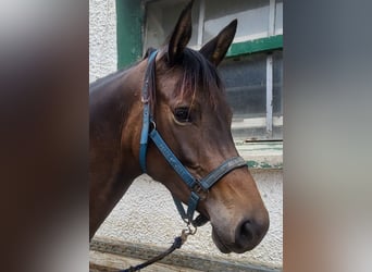 Trakehner, Mare, 4 years, 16.1 hh, Bay-Dark