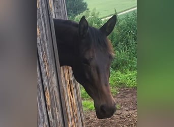 Trakehner, Mare, 4 years, 16.1 hh, Bay-Dark