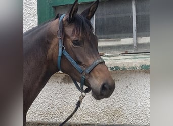 Trakehner, Mare, 4 years, 16.1 hh, Bay-Dark