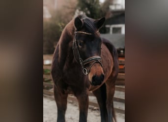 Trakehner, Mare, 4 years, 16.1 hh, Bay-Dark