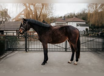Trakehner, Mare, 4 years, 16.1 hh, Bay-Dark