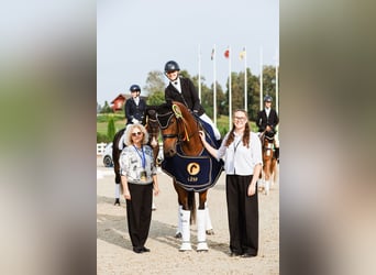 Trakehner, Mare, 4 years, 16.1 hh, Bay