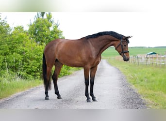Trakehner, Mare, 4 years, 16.1 hh, Bay
