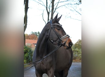 Trakehner, Mare, 4 years, 16.1 hh, Brown