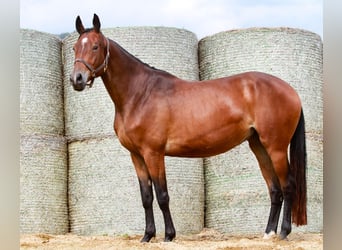 Trakehner, Mare, 4 years, 16,1 hh, Brown