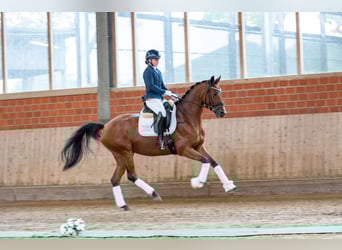 Trakehner, Mare, 4 years, 16.1 hh, Brown