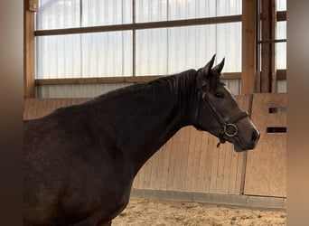 Trakehner, Mare, 4 years, 16.1 hh, Can be white