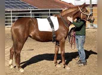 Trakehner, Mare, 4 years, 16.1 hh, Chestnut-Red