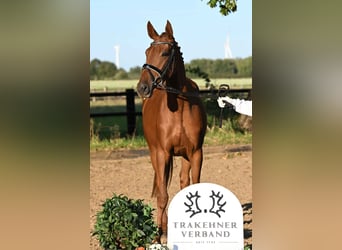 Trakehner, Mare, 4 years, 16,1 hh, Chestnut-Red