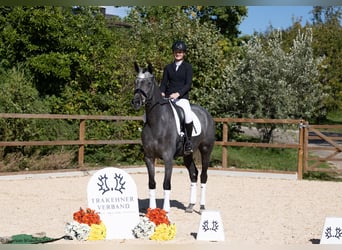 Trakehner, Mare, 4 years, 16.1 hh, Gray