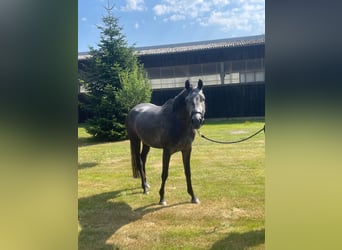 Trakehner, Mare, 4 years, 16.1 hh, Grey