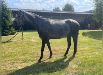 Trakehner, Mare, 4 years, 16.1 hh, Grey