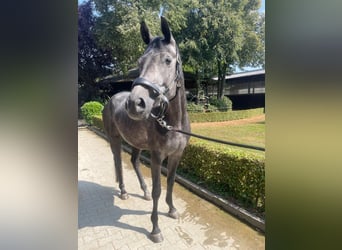 Trakehner, Mare, 4 years, 16.1 hh, Grey