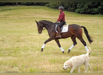 Trakehner, Mare, 4 years, 16,2 hh, Bay-Dark