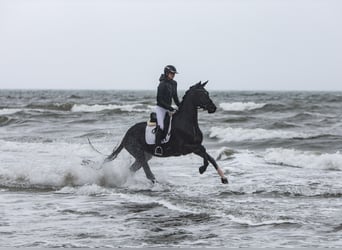 Trakehner, Mare, 4 years, 16.2 hh, Black