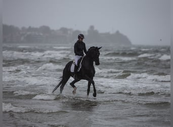 Trakehner, Mare, 4 years, 16.2 hh, Black