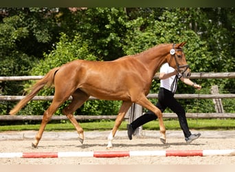 Trakehner, Mare, 4 years, 16,2 hh, Chestnut-Red