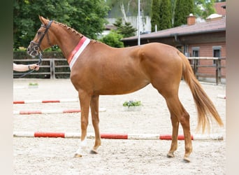 Trakehner, Mare, 4 years, 16,2 hh, Chestnut-Red