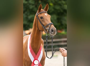 Trakehner, Mare, 4 years, 16,2 hh, Chestnut-Red