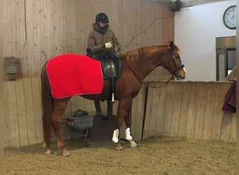 Trakehner, Mare, 4 years, 16.2 hh, Chestnut-Red
