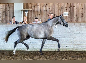 Trakehner, Mare, 4 years, 16.2 hh, Gray
