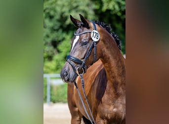 Trakehner, Mare, 4 years, 16.2 hh, Smoky-Black