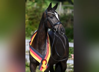 Trakehner, Mare, 4 years, 16.2 hh, Smoky-Black