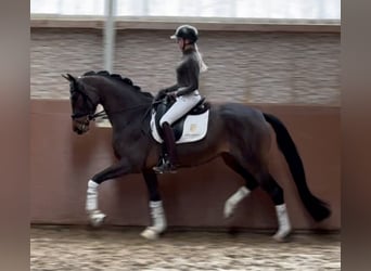 Trakehner, Mare, 4 years, 16 hh, Bay-Dark