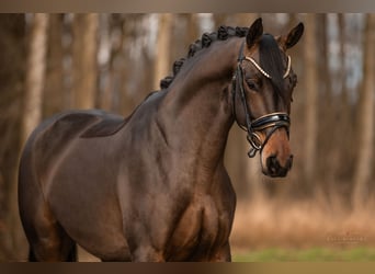 Trakehner, Mare, 4 years, 16 hh, Bay-Dark